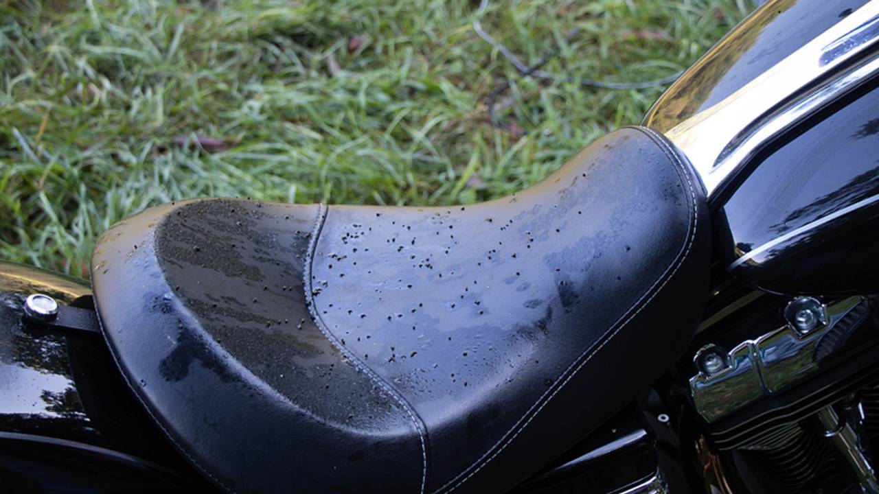 <em>I wasn't the only victim of the caterpillars, seems they liked raining crap on motorcycles and tents alike.</em>