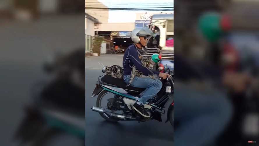 Even The Cats Ride Motorcycles In Thailand