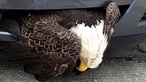 Bald eagle saved from car bumper