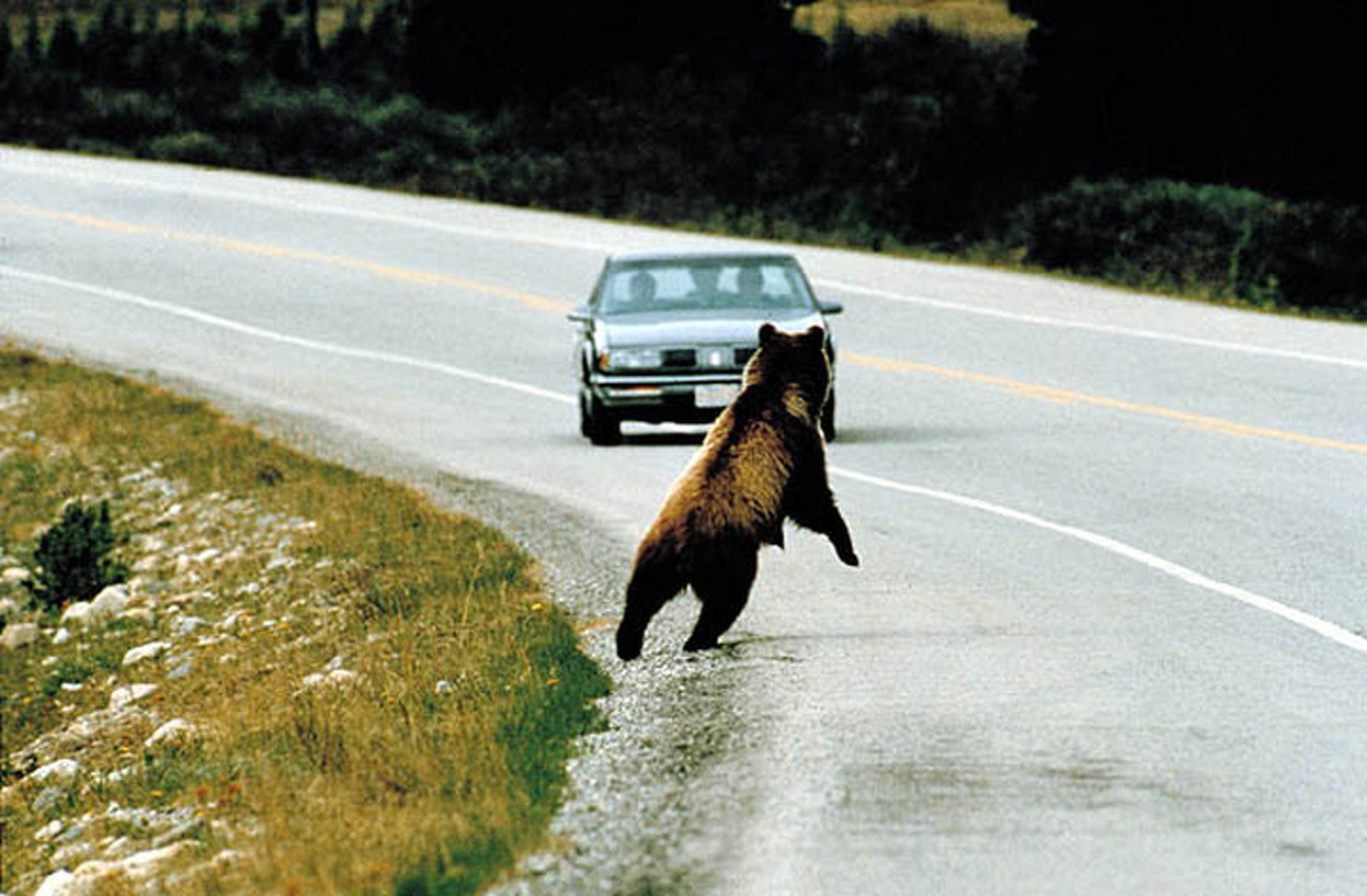 Roadkill for Dinner: Michigan Bill Would Make it Legal to Eat Dead Roadside Animals