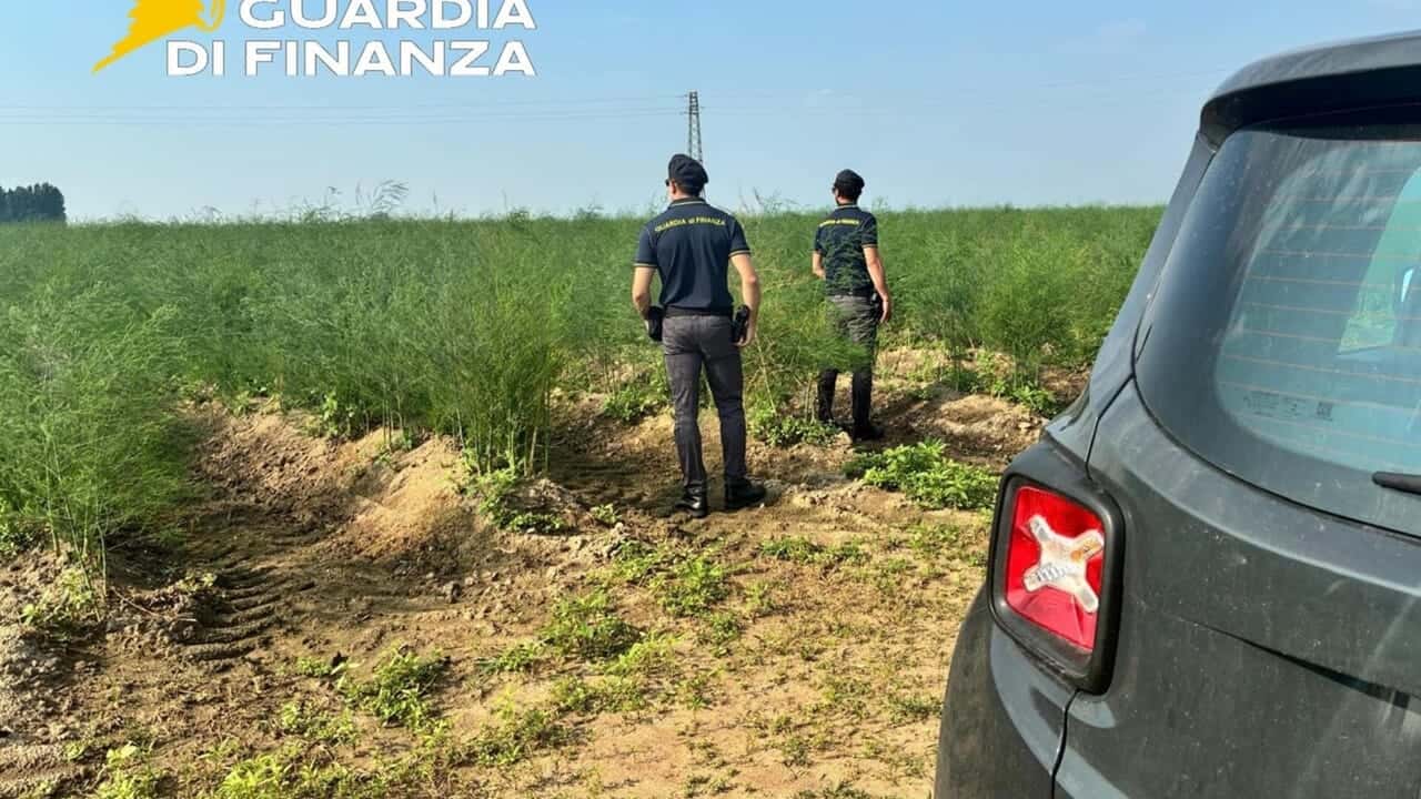 Nuove norme sugli accessi fiscali nelle aziende agricole: più motivazioni richieste, ma nessuna sanzione per irregolarità procedurali.