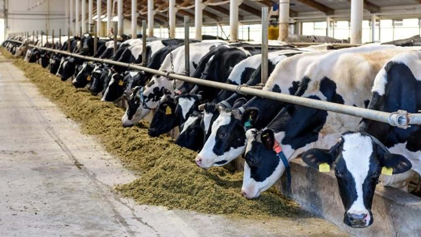Prezzo latte 2026, negoziato tra calo quotazioni e disdette