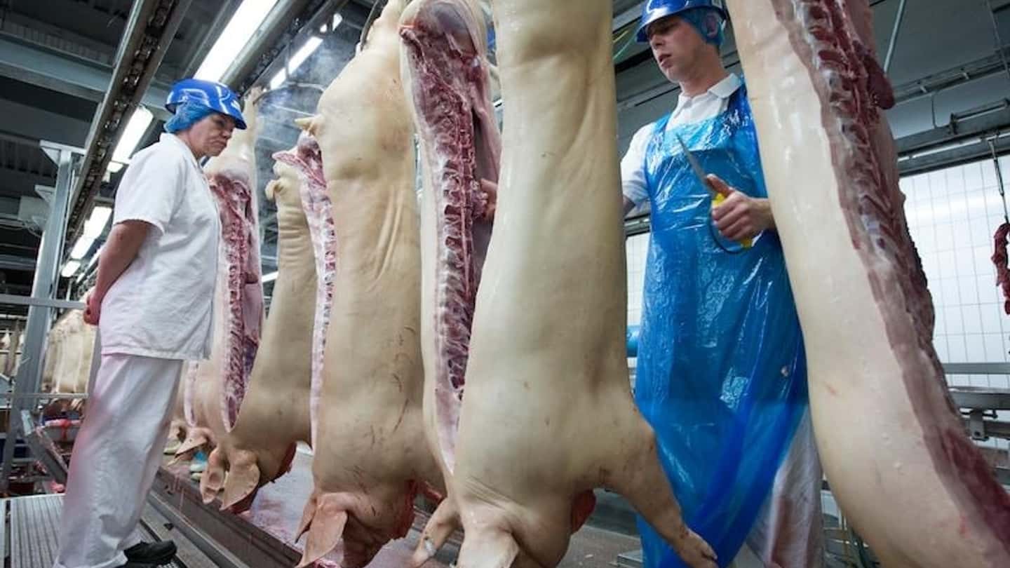 Tagli suini, calo in Olanda e quotazioni italiane a confronto