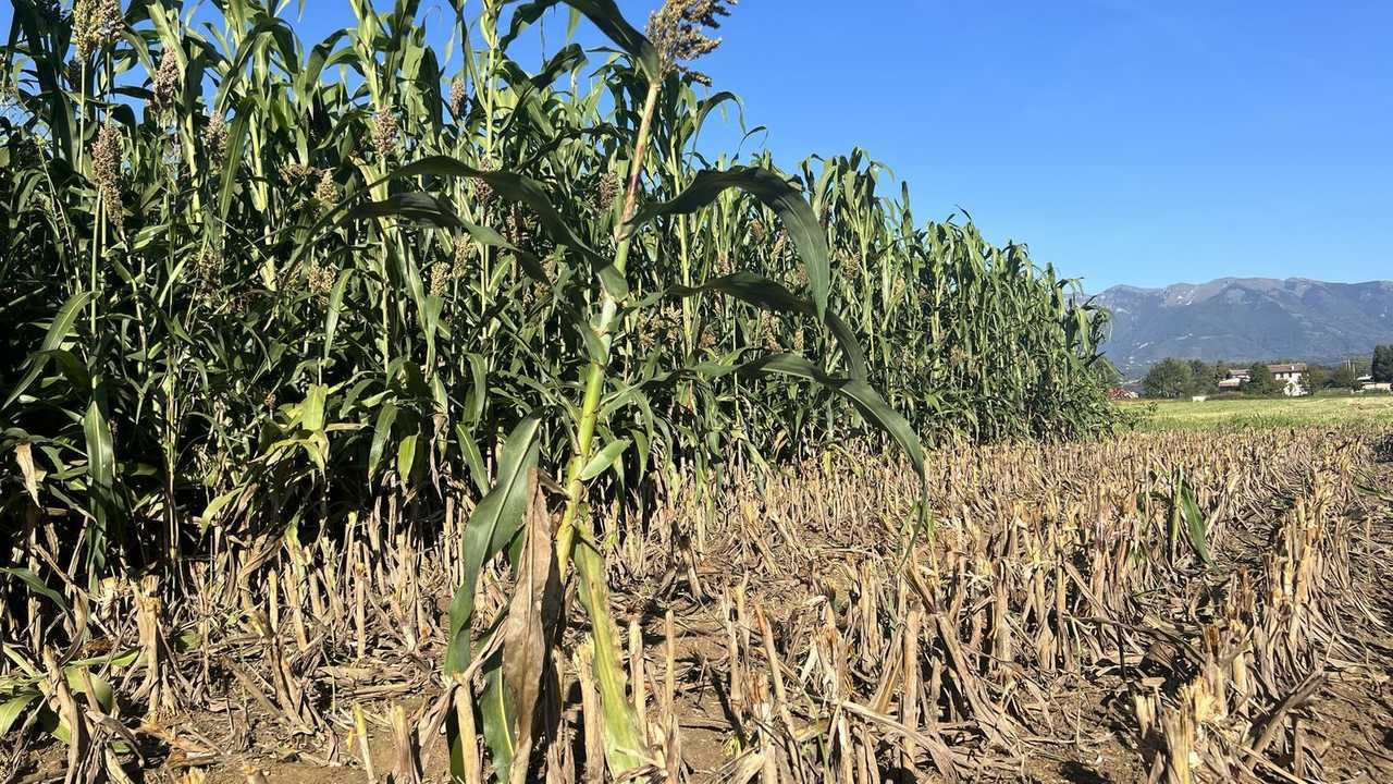 Seminart Dolce Letizia: il mix per il sorgo performante