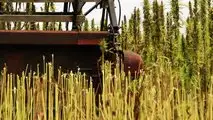 Canapa: la coltura alternativa per il 2023