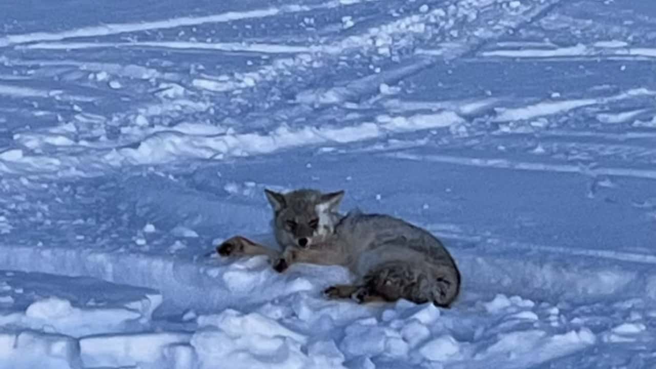 snowmobiler runs over coyote
