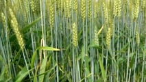 Biostimolanti su frumento in semina su sodo contro gli stress
