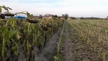 Quali ibridi di girasole alto oleico scegliere nel 2026?