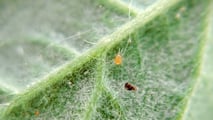 Pacchetto Omnibus e biocontrollo: cosa cambia davvero in campo?