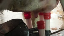 Bando benessere animale 2026: quando presentare domanda e cosa preparare