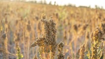 La quinoa si coltiva già su 450 ettari in Italia con PLV da 3.000 euro/ha: nel 2027 può diventare una scelta strategica per diversificare il reddito.