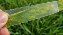 Virosi Cereali Nanismo Giallo e Mosaico nei Campi