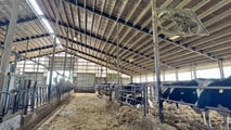 Piano integrato contro mosche e Stomoxys negli allevamenti bovini