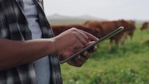 Il virtual fencing rivoluziona la gestione del pascolo: meno manodopera, più controllo, benessere animale migliorato e sostenibilità reale