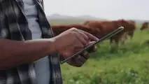 Il virtual fencing rivoluziona la gestione del pascolo: meno manodopera, più controllo, benessere animale migliorato e sostenibilità reale