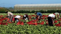 Disoccupazione agricola 2025: istruzioni INPS per i pagamenti
