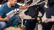 Effetti metabolici e riproduttivi dello stress da caldo nelle bovine 2026