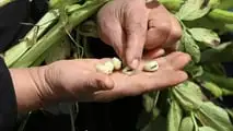 Integrazione del favino con biogas e reflui per ridurre la soia acquistata e valutare rotazioni, fertilità del suolo e convenienza degli investimenti in azienda mista