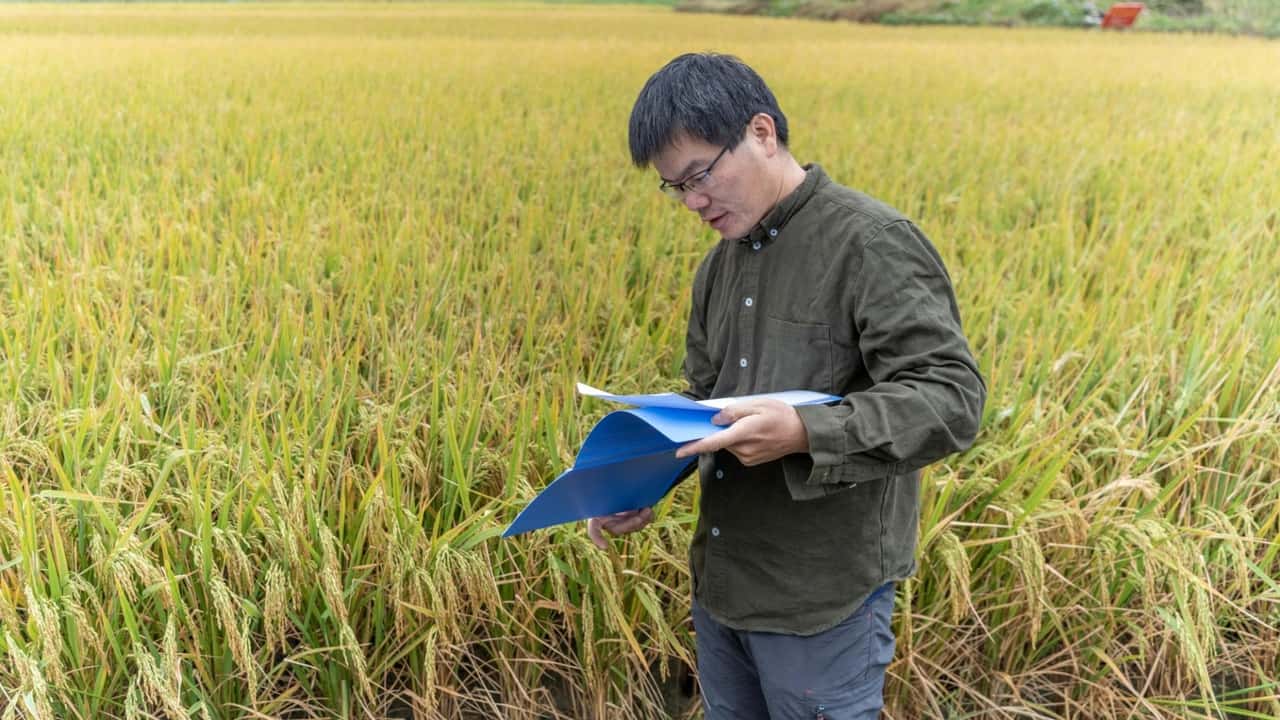 Uso mirato di biostimolanti e fitoregolatori dopo la rifinitura sul riso per gestire stress da diserbo, acqua e nutrizione senza aumentare la fitotossicità