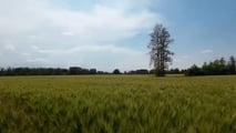 Grano duro 2026: strategie di difesa contro oidio e ruggini
