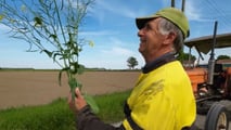 Perché inserire la colza nelle rotazioni 2025-2026?