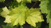 Clorosi ferrica in annate piovose con diagnosi corretta, interventi rapidi con chelati di ferro e strategie preventive su portinnesti e suolo