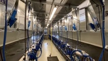Uso dell’intelligenza artificiale per mungitura, benessere delle bovine e manutenzione predittiva in stalla