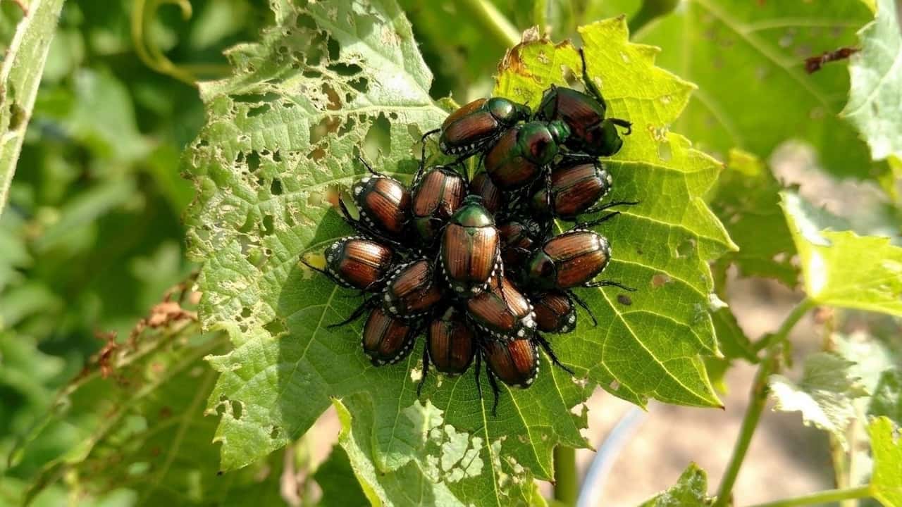 vendemmia-2026-popillia-puo-tagliare-la-resa-fino-al-50
