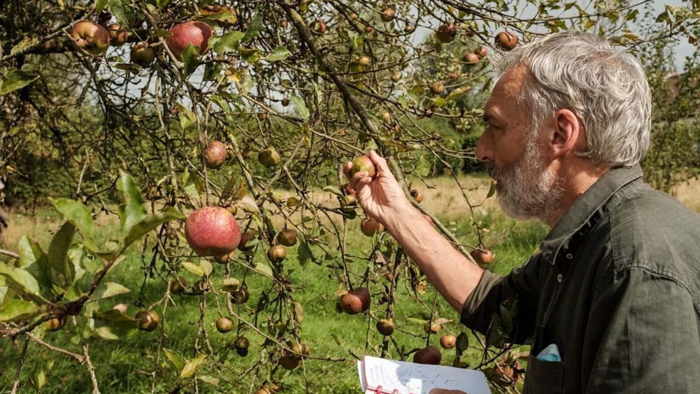 Nuovi LMR 2026: come riprogettare i programmi anti-marciumi per la frutta