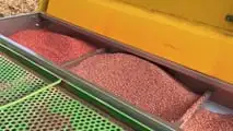 Prova varietale Seminard: dalla semina di novembre alla trinciatura, il confronto in campo tra frumento e triticale foraggeri.