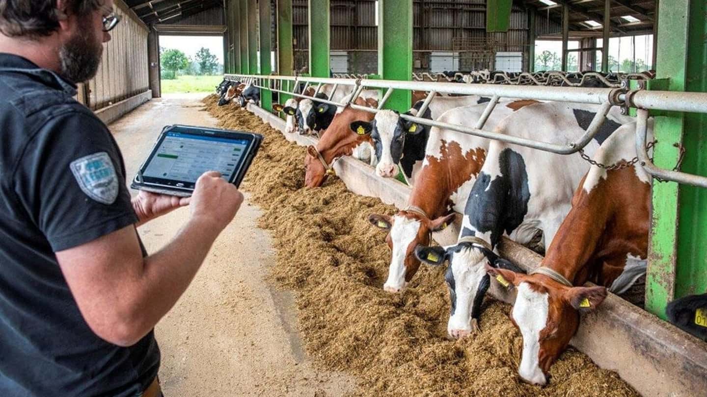 Feed e robot in stalla: guida pratica all'integrazione IA