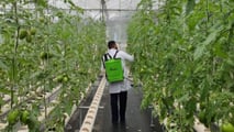 Ibridi di pomodoro e portinnesti resistenti al ToBRFV in base a resistenze genetiche, segmenti produttivi e protocolli di difesa integrata