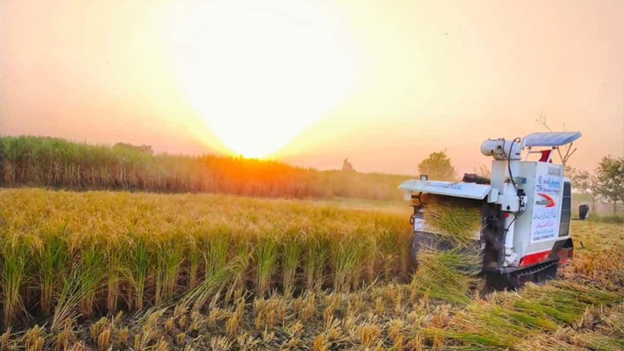 Importazioni di riso in Italia: la nuova minaccia arriva dal Pakistan