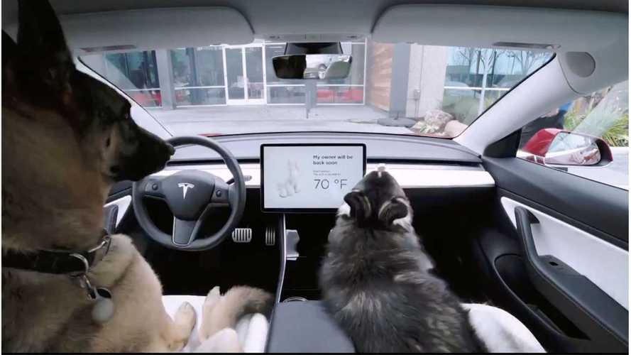 Tesla Dog Mode Keeps Pups Safe In Car & Apprises Onlookers: Video
