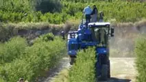 Produzione di mandorle in Sicilia: crollo del 70% a causa della siccità