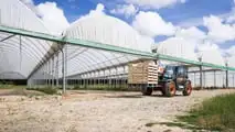 foto Bobcat telescopico super compatto TL25.60 AGRI