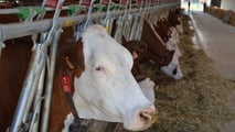 Società agricole e fisco 2026: cosa cambia davvero