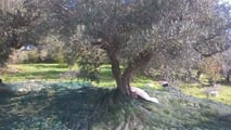 Come cambia davvero il fisco agricolo con il Dlgs 192/2024