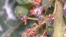 Guida alla lettura dei bollettini fitosanitari per peronospora e oidio, collegando rischio, stadio fenologico e strategie di difesa in vigneto