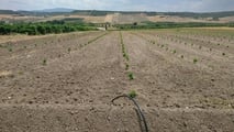 Organizzazione del cantiere per reimpianto di vite tardivo con corretta sequenza di lavorazioni, scelta delle trattrici, gestione irrigua e manutenzione 
