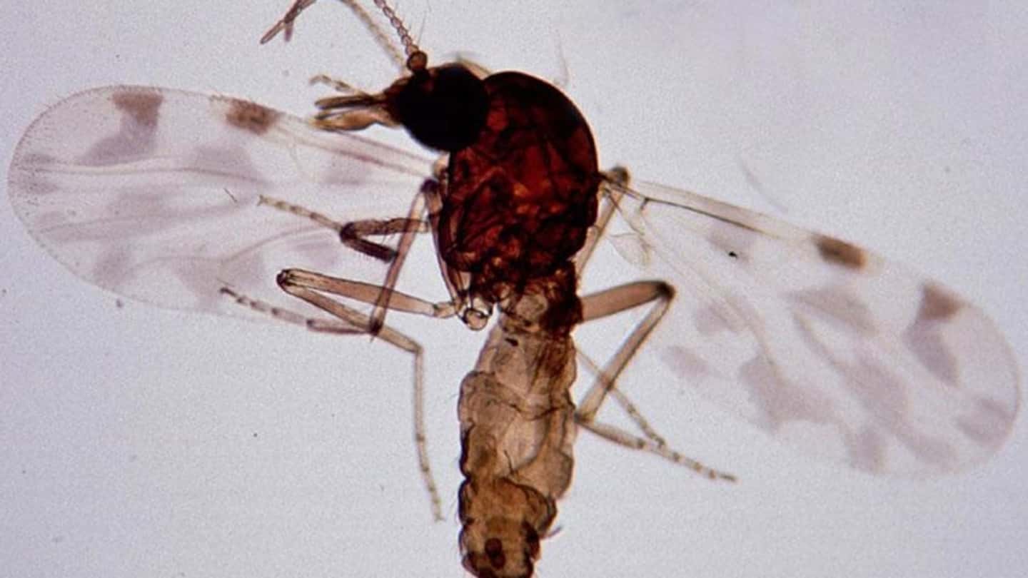 Blue tongue in Sardegna, allarme per il 20% vaccinato