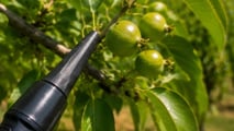 Nuove soluzioni 2026 contro cimice asiatica adattate a pero e kiwi