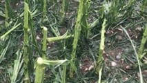 Polizze catastrofali e fondo mutualistico: cosa conviene alle imprese agricole miste?