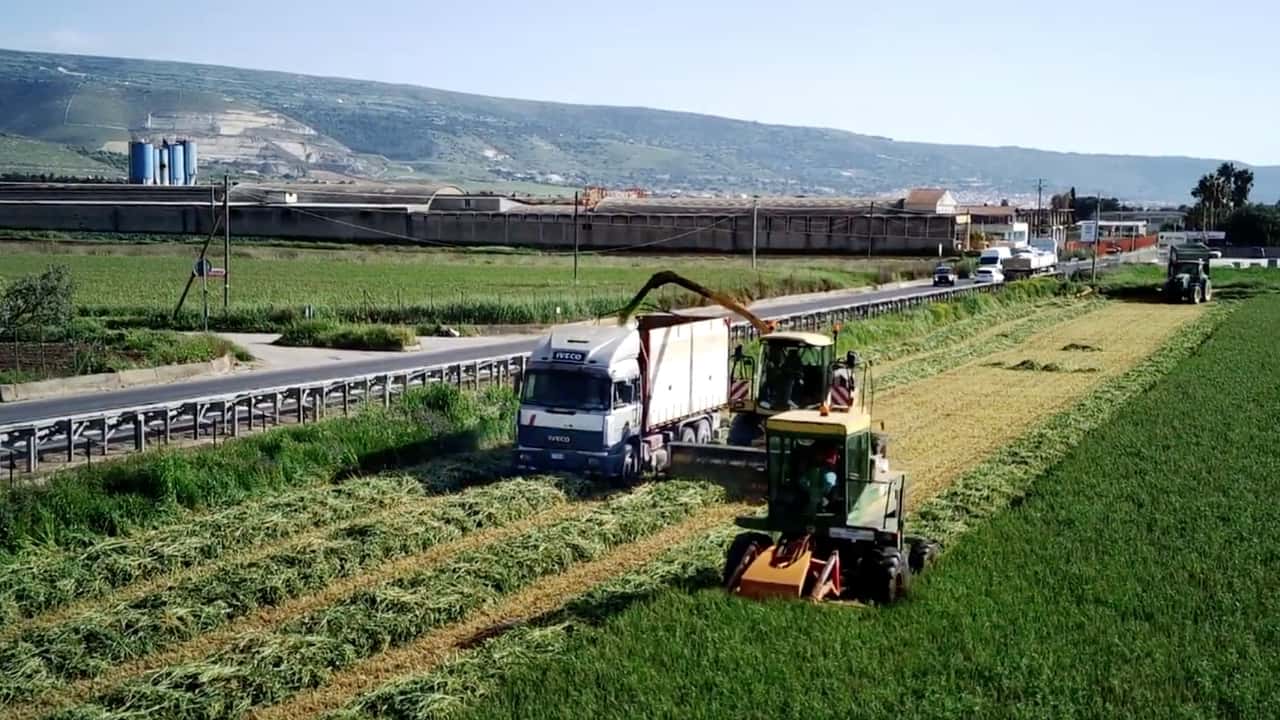Come ribilanciare frumento, sorgo e mais nei piani foraggeri