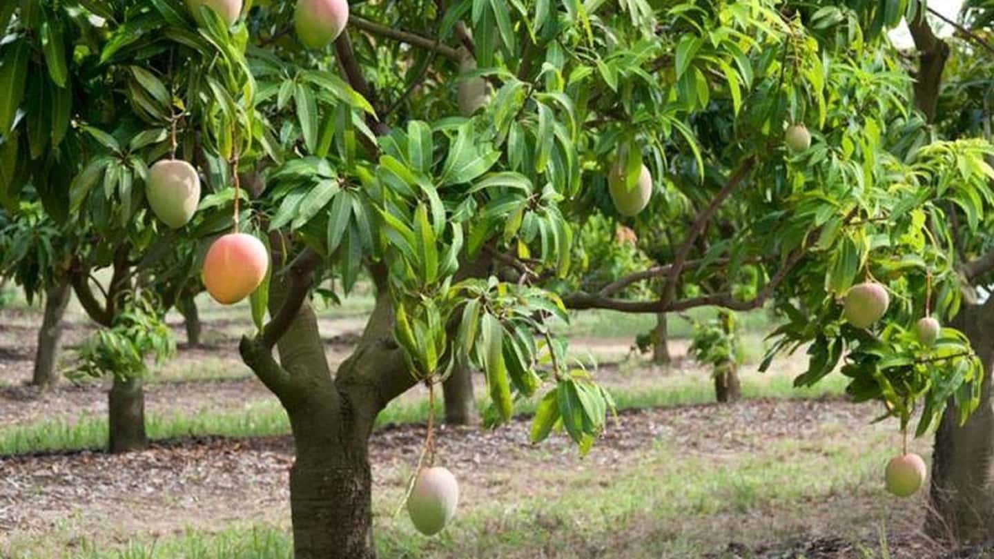 Frutta tropicale in Puglia, impatti su trattori e irrigazione