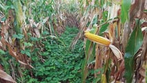 Rotazione colturale anti-diabrotica: mantenere il mais in azienda nel 2026