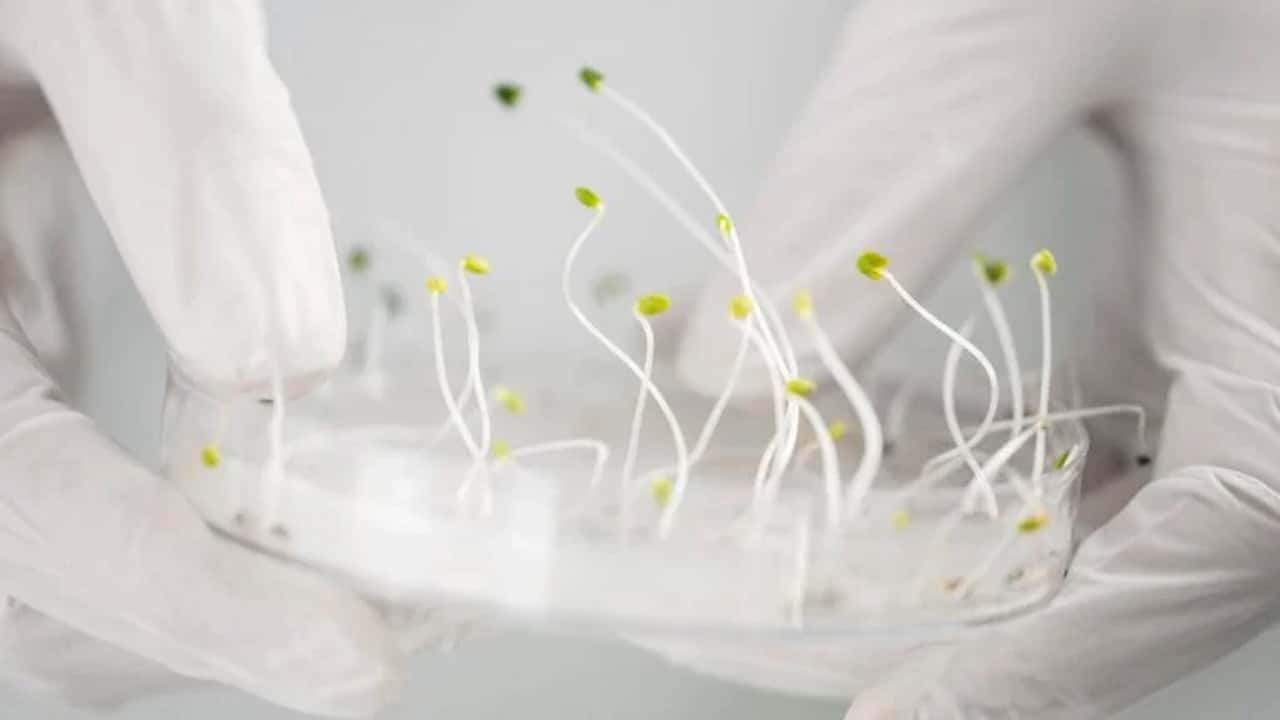BASF e Agrimax: AI contro le ciste da nematode in soia