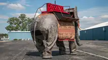 Mechanical Elephant Auction