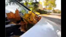 Feuchtbiotop Auto