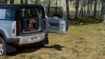Jaguar Land Rover testet Hundetauglichkeit mit Spezial-Pfote
